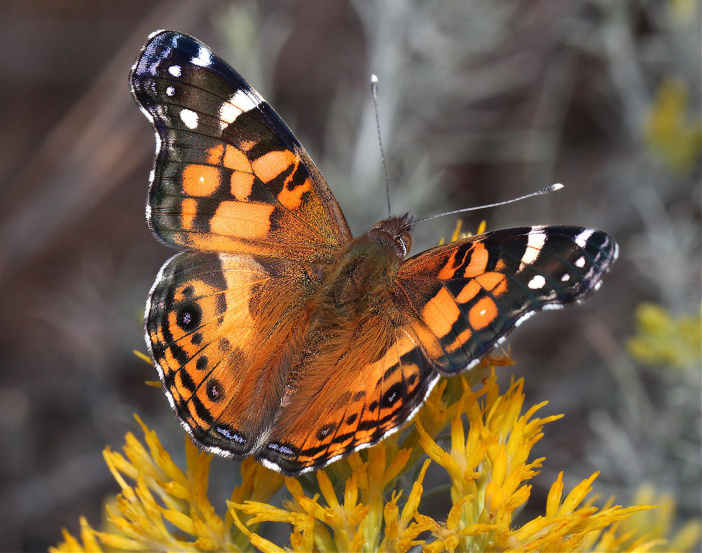 American Lady Butterfly