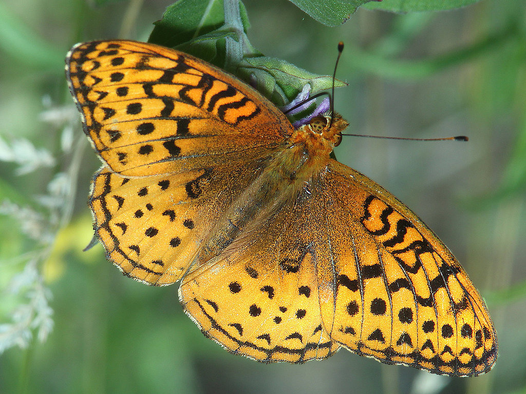 Aphrodite Fritillary Butterfly