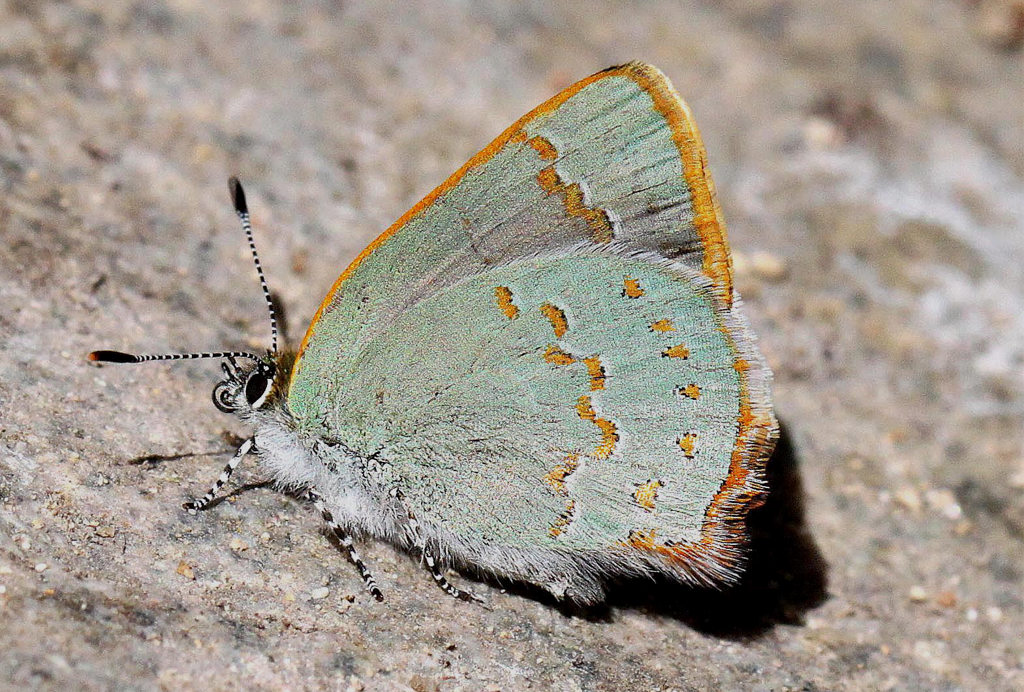 Arizona Hairstreak Butterfly