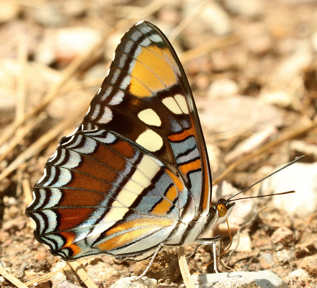 Arizona Sister Butterfly ... wings closed