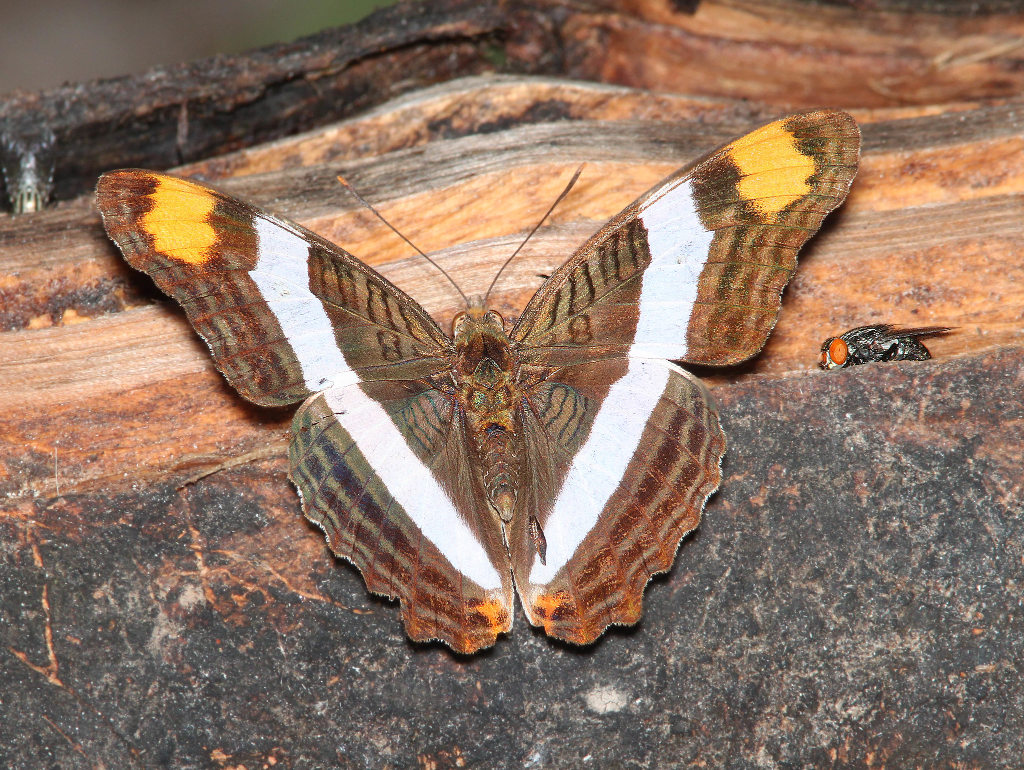Band-celled Sister Butterfly