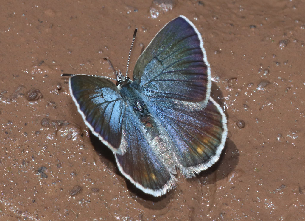 Melissa Blue Butterfly