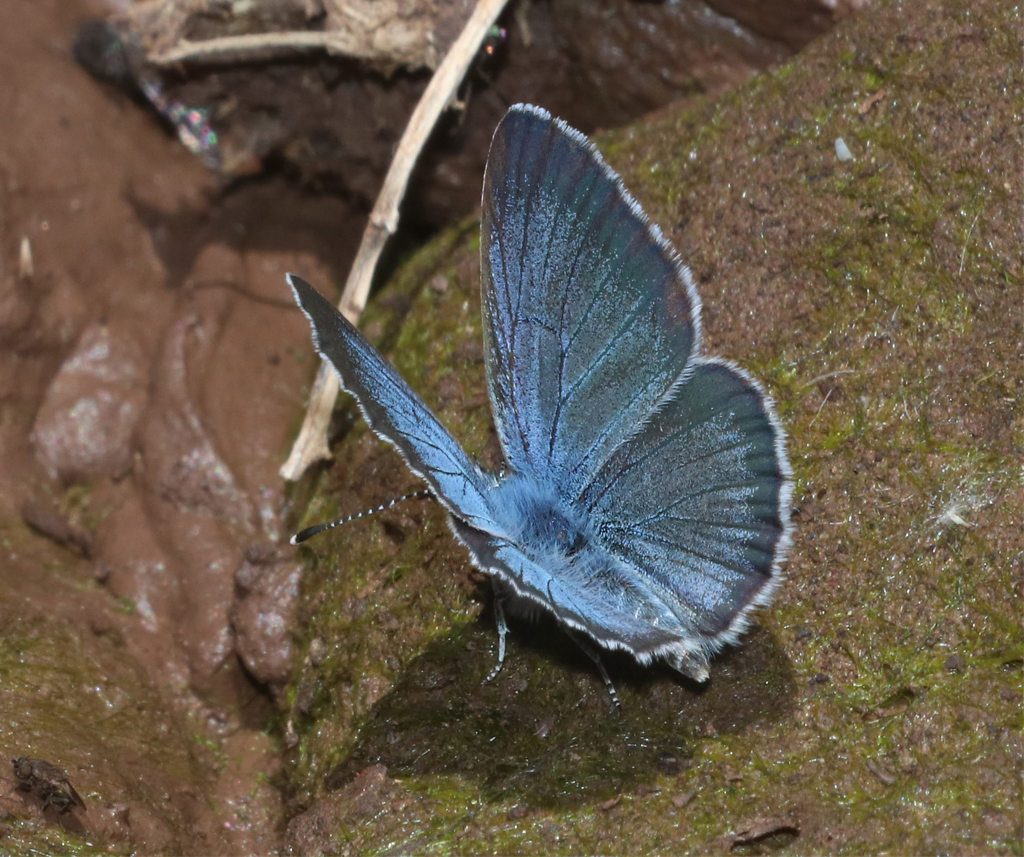 Melissa Blue Butterfly