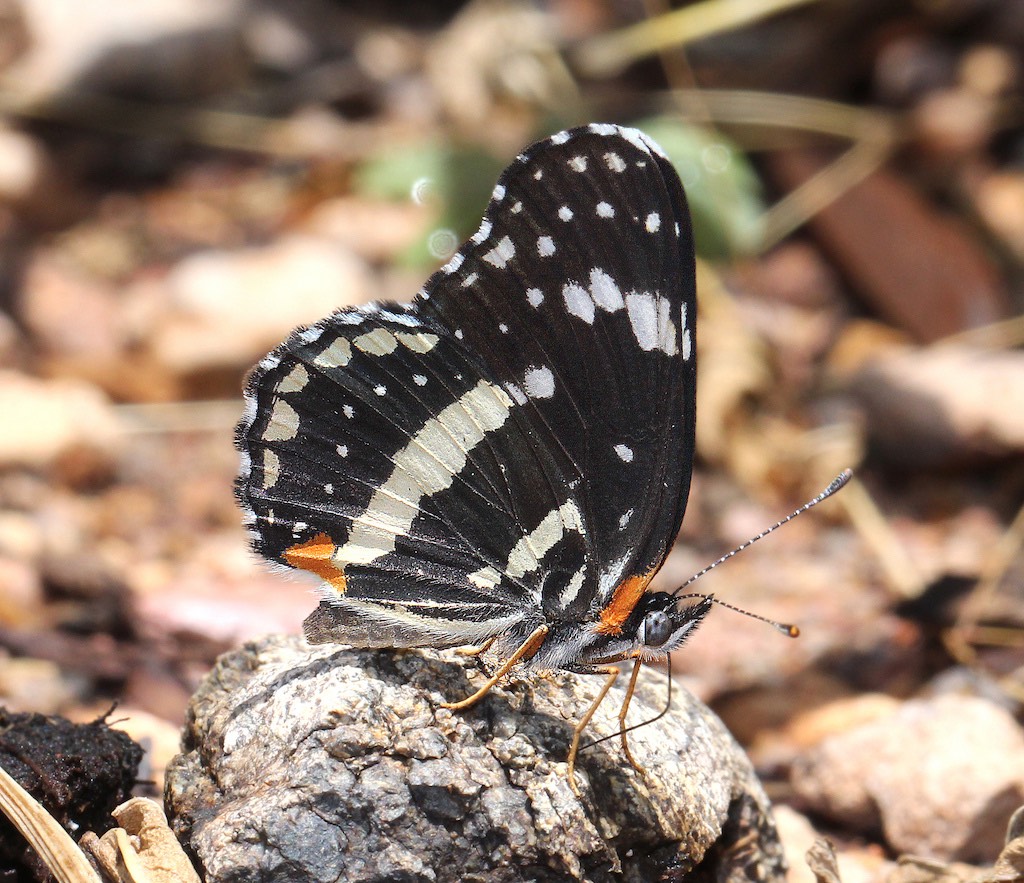 Bordered Patch Butterfly