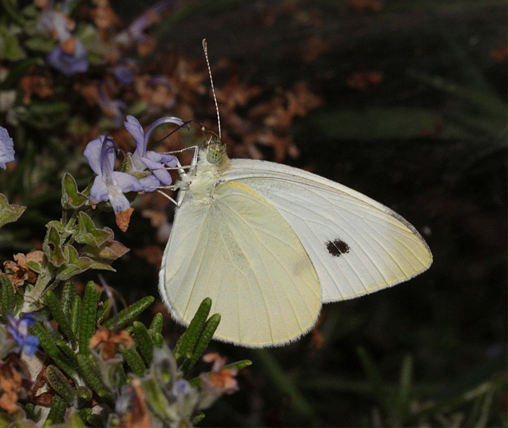 Cabbage White Butterfly