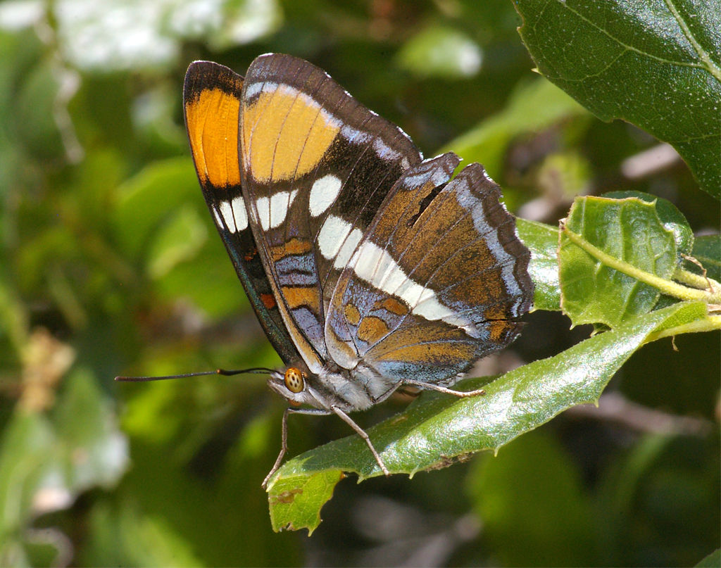 California Sister Butterfly