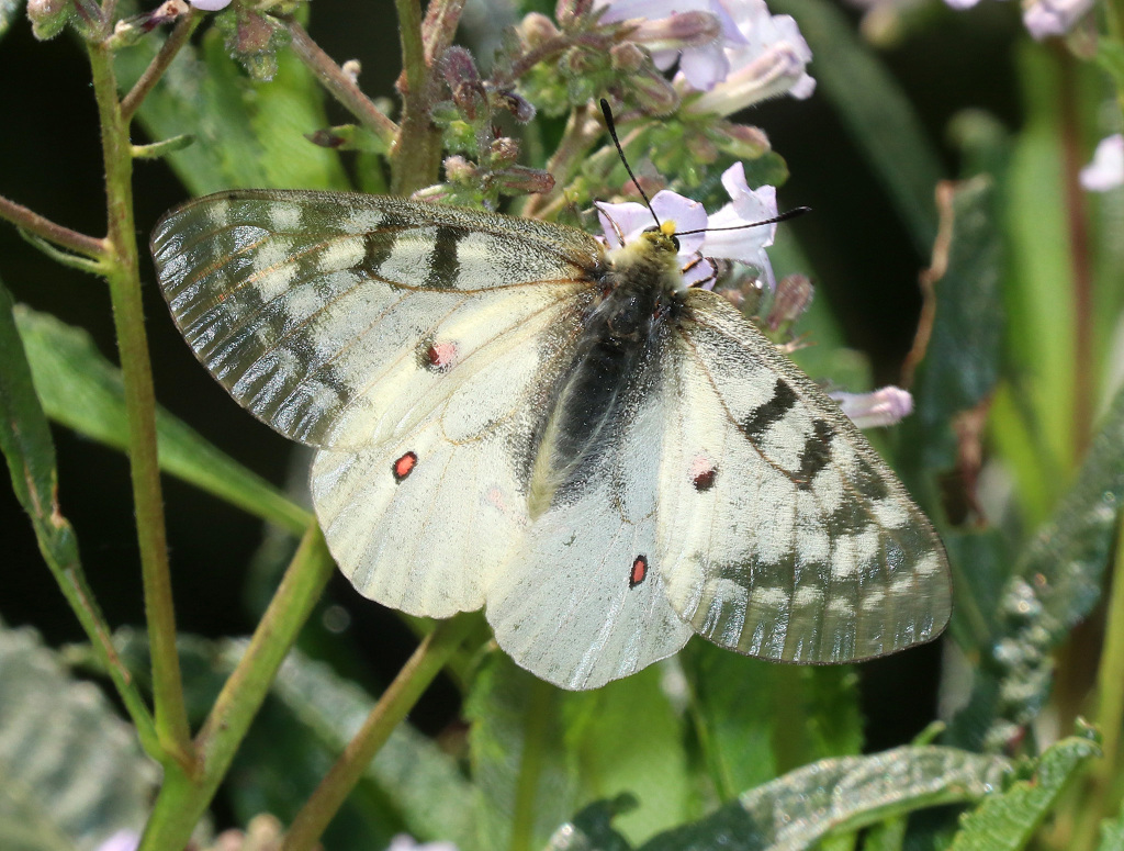 Clodius Parnassian  Butterfly