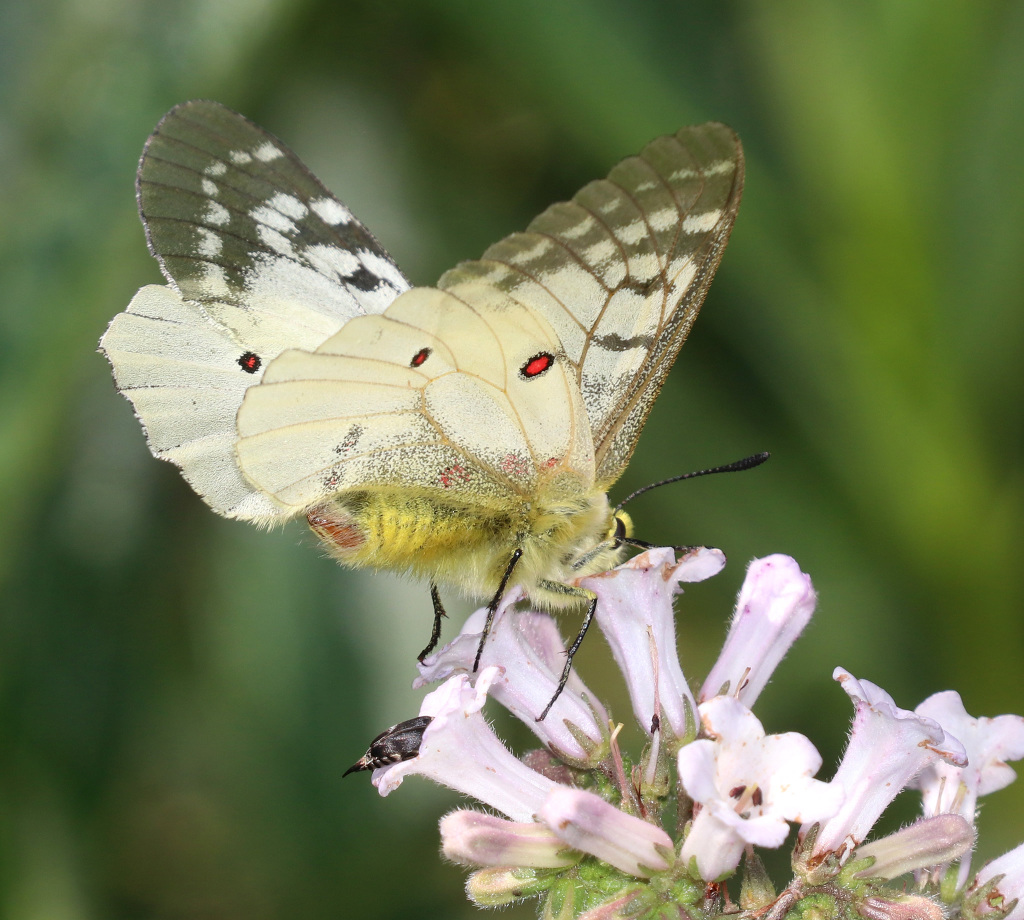 Clodius Parnassian Butterfly (ventral view)
