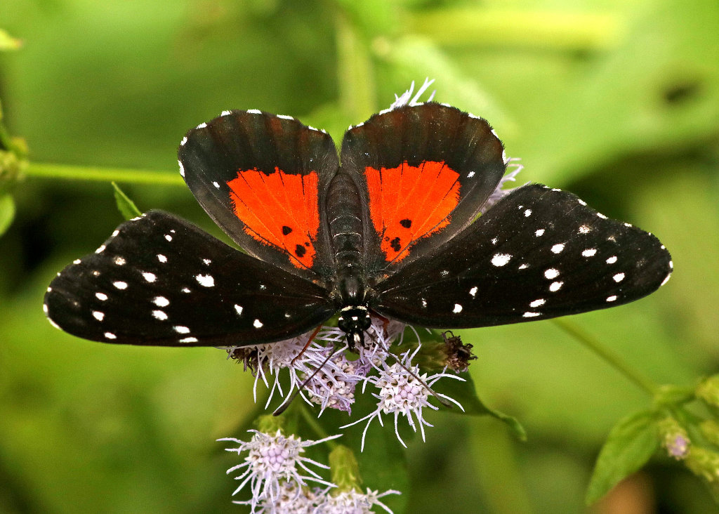 Crimson Patch Butterfly