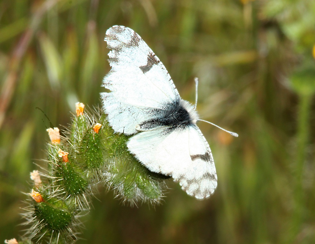 Desert Marble Butterfly