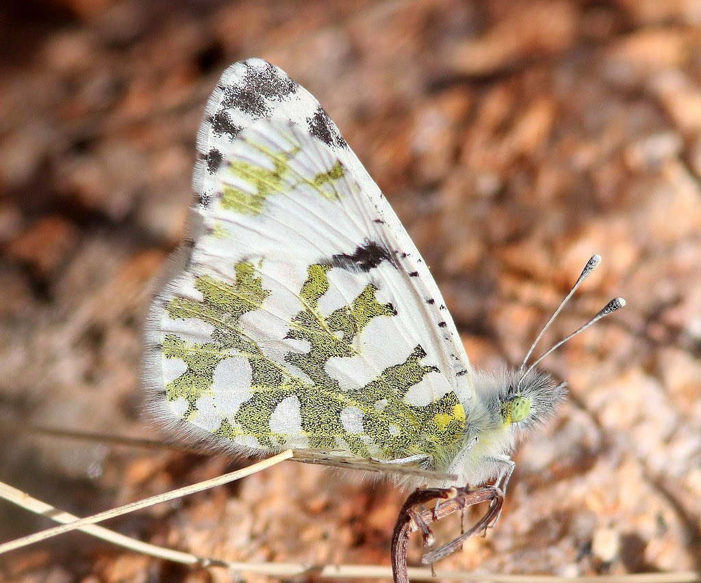Desert Marble Butterfly