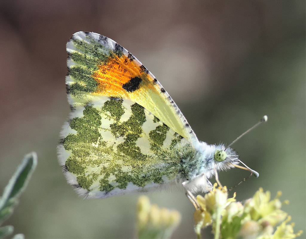 Desert Orangetip Butterfly