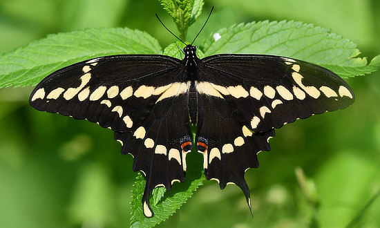 Eastern Giant Swallowtail