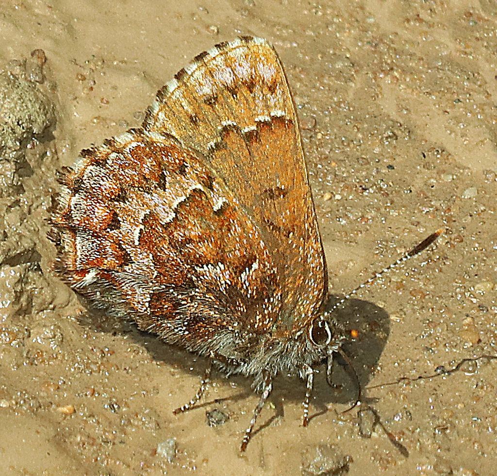 Eastern Pine Elfin Butterfly