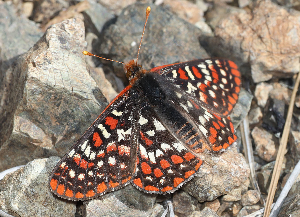 Edith's Checkerspot Butterfly