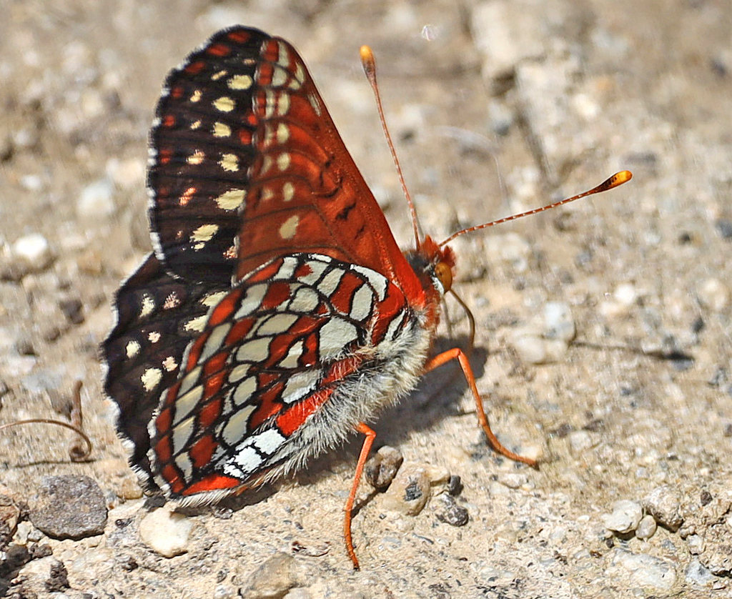 Edith's Checkerspot Butterfly
