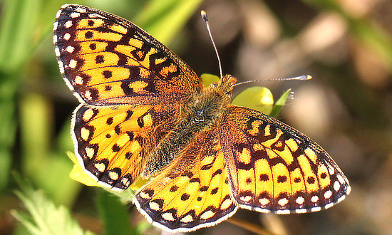 Edwards' Fritillary Butterfly ... dorsal view