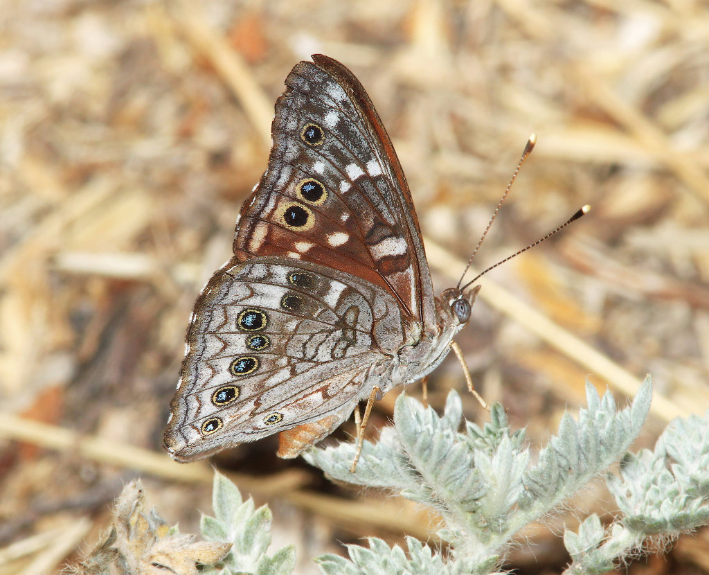 Empress Leilia Butterfly