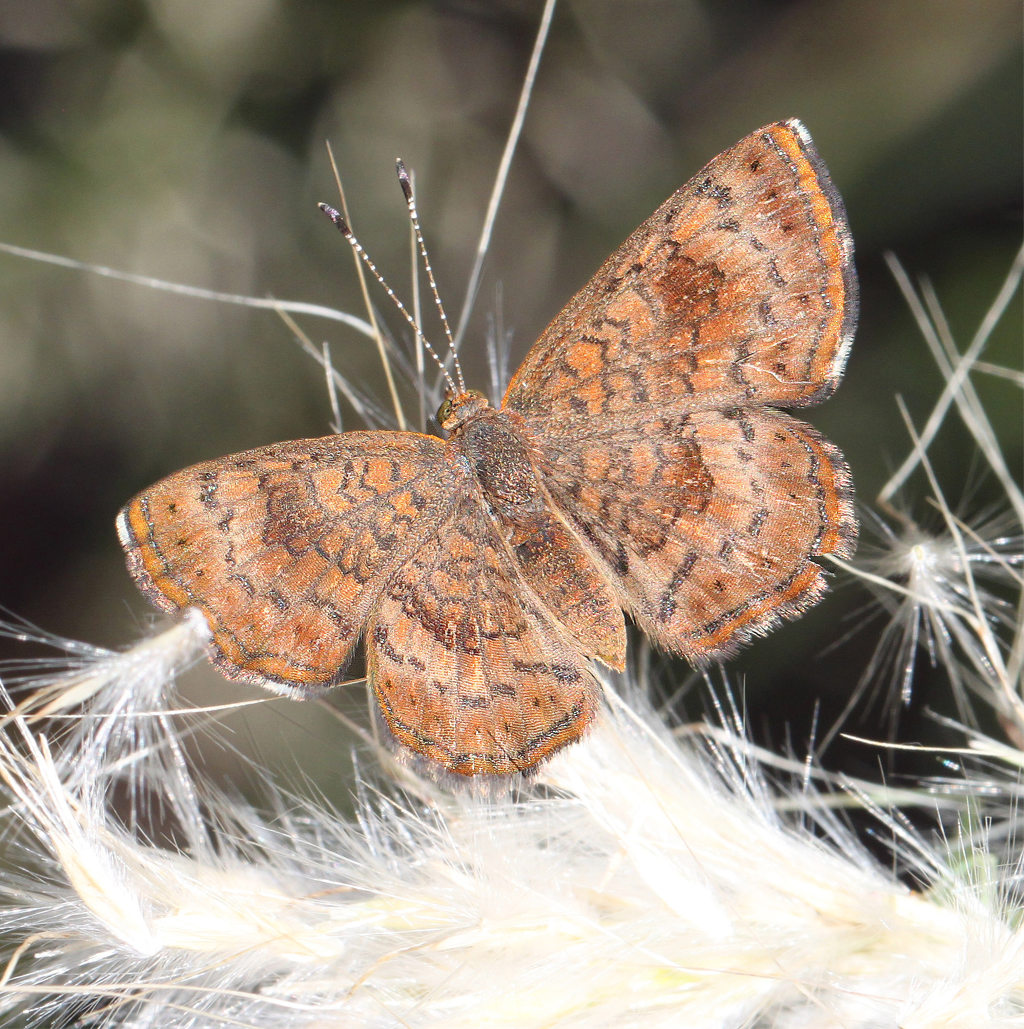 Fatal Metalmark Butterfly