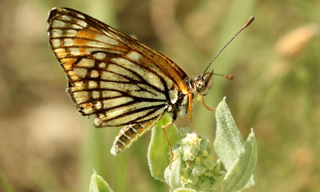 Fulvia Checkerspot Butterfly - ventral view
