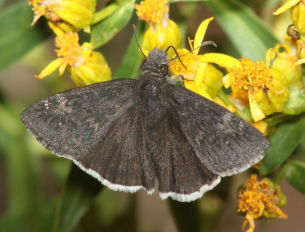 Funereal Duskywing Butterfly