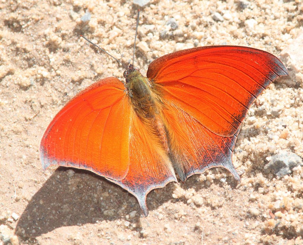 Goatweed Leafwing Butterfly
