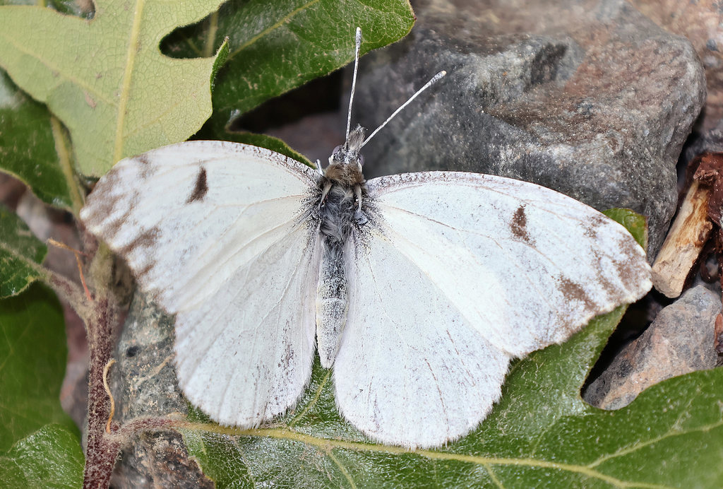 Gray Marble Butterfly (dorsal view)