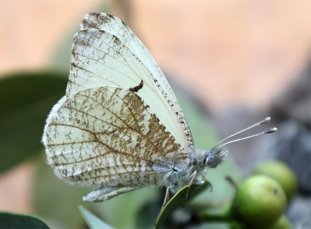 Gray Marble Butterfly (ventral view)