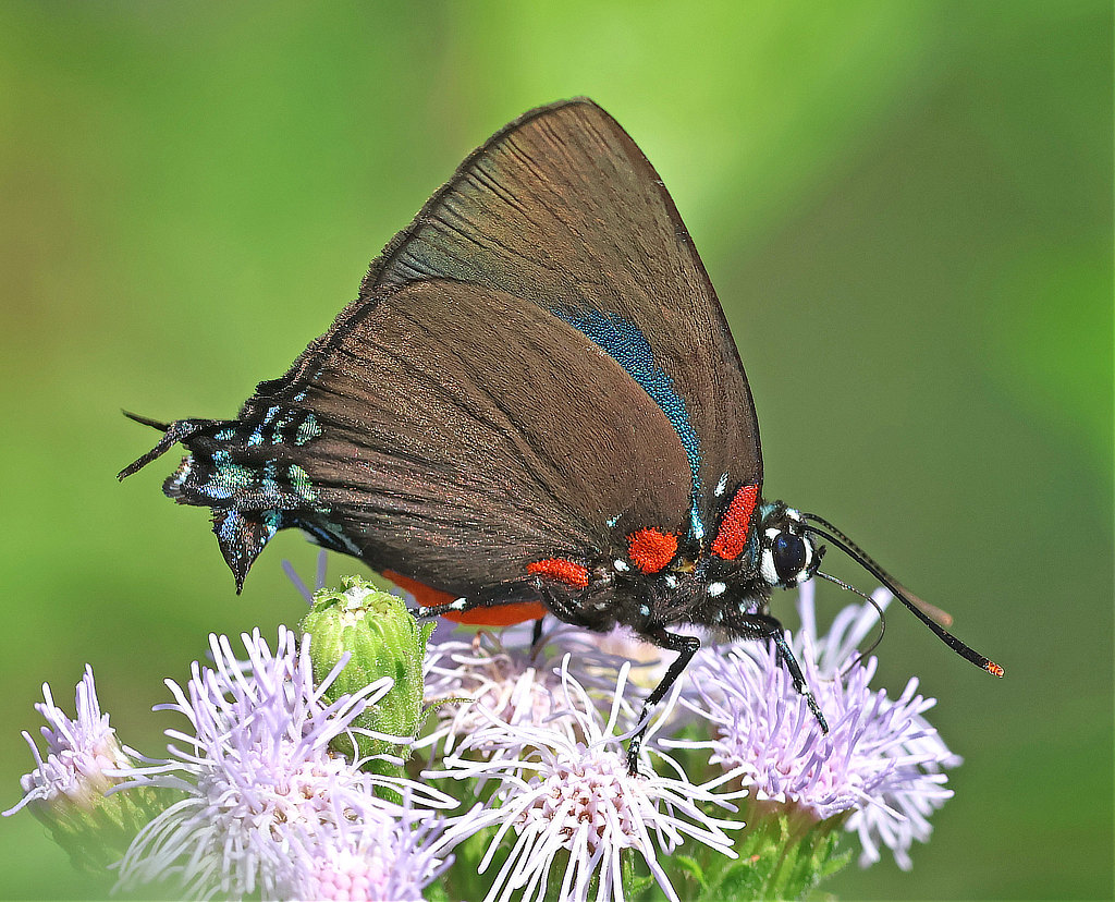 Great Purple Hairstreak