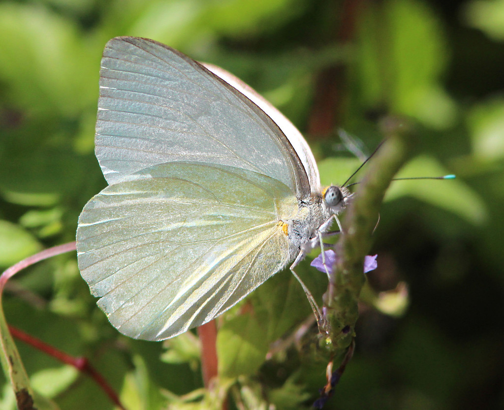 Great Southern White Butterfly