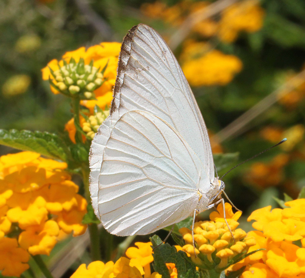 Great Southern White Butterfly
