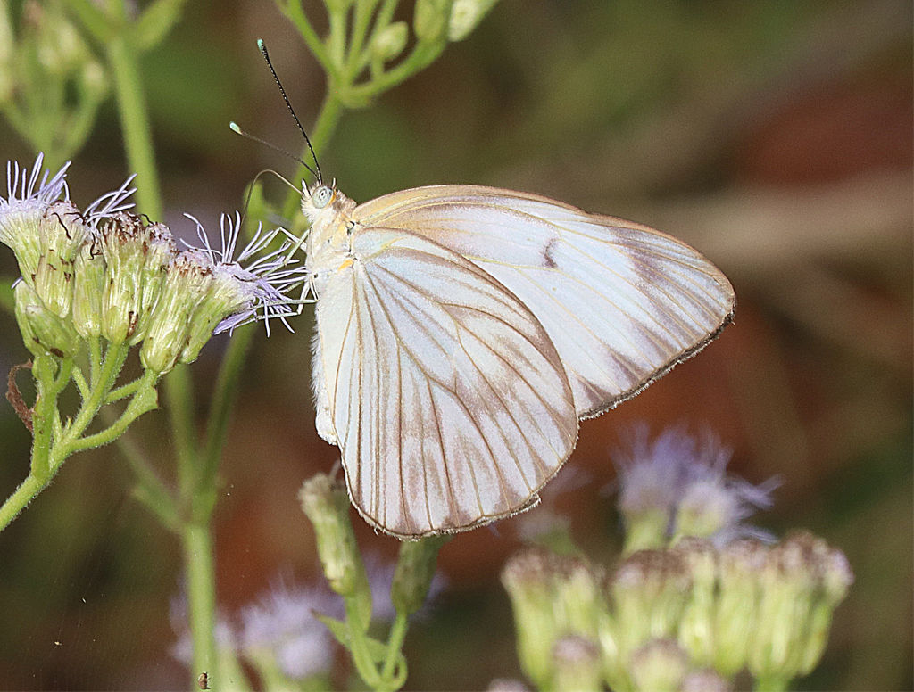 Great Southern White Butterfly