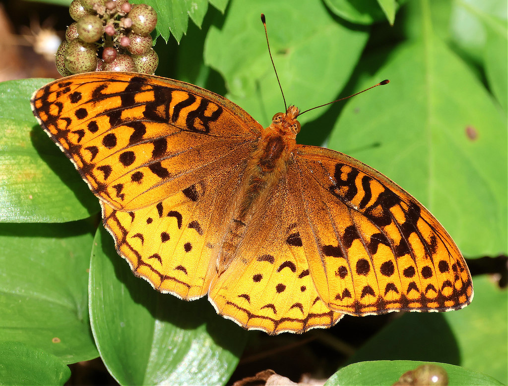 Great Spangled Fritillary
