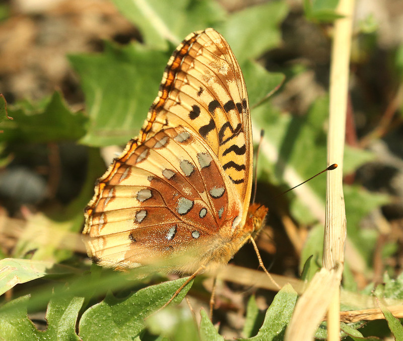 Great Spangled Fritillary