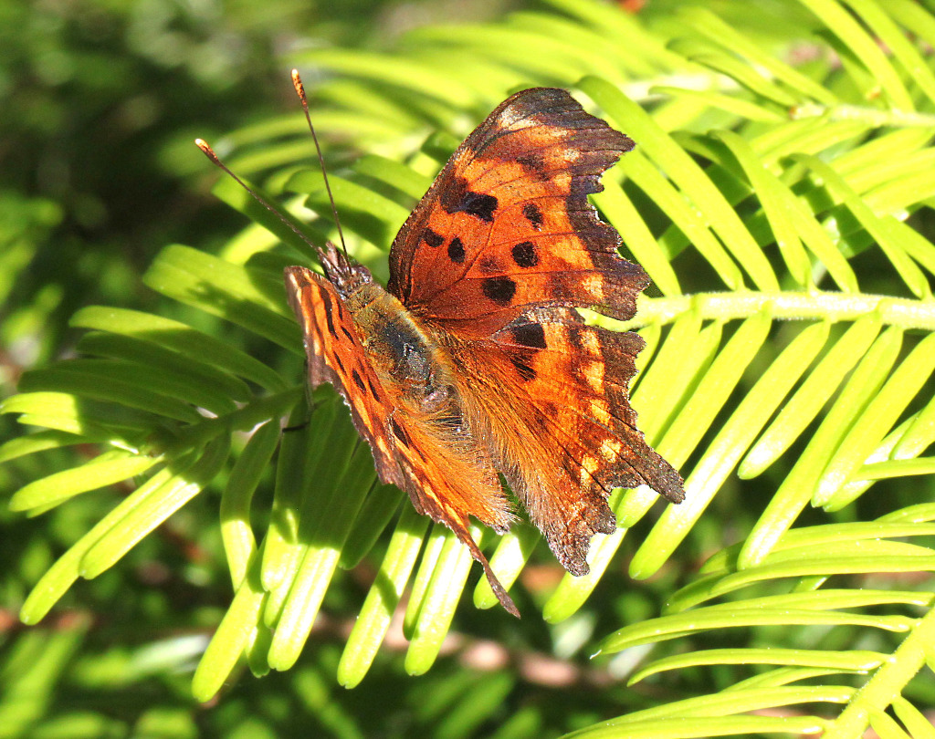 Green Comma Butterfly (dorsal view)