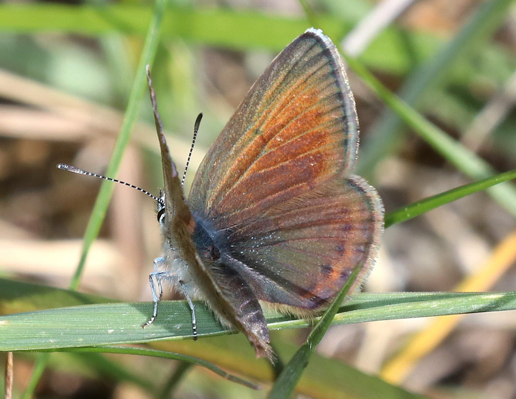 Greenish Blue Butterfly