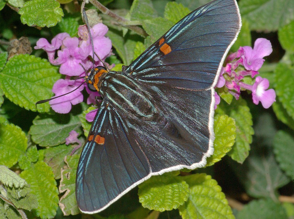 Guava Skipper Butterfly