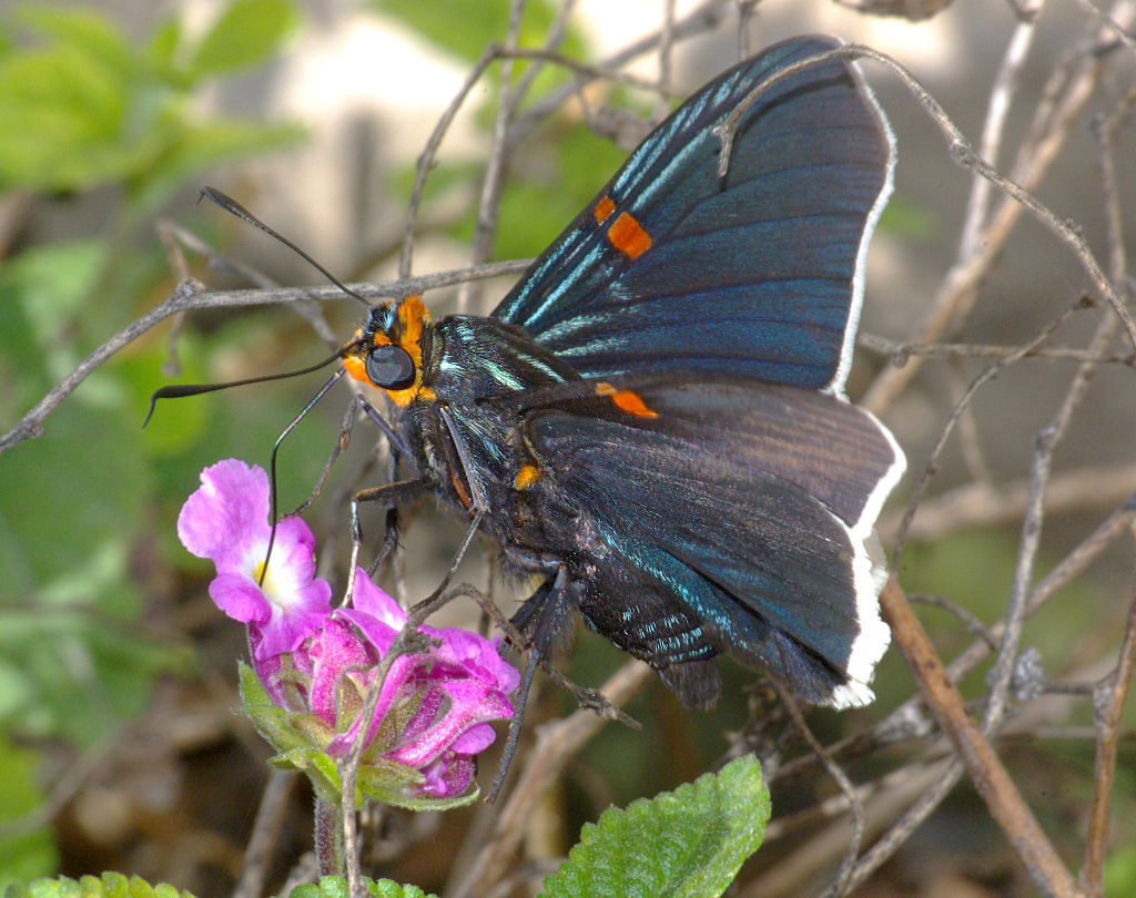 Guava Skipper Butterfly
