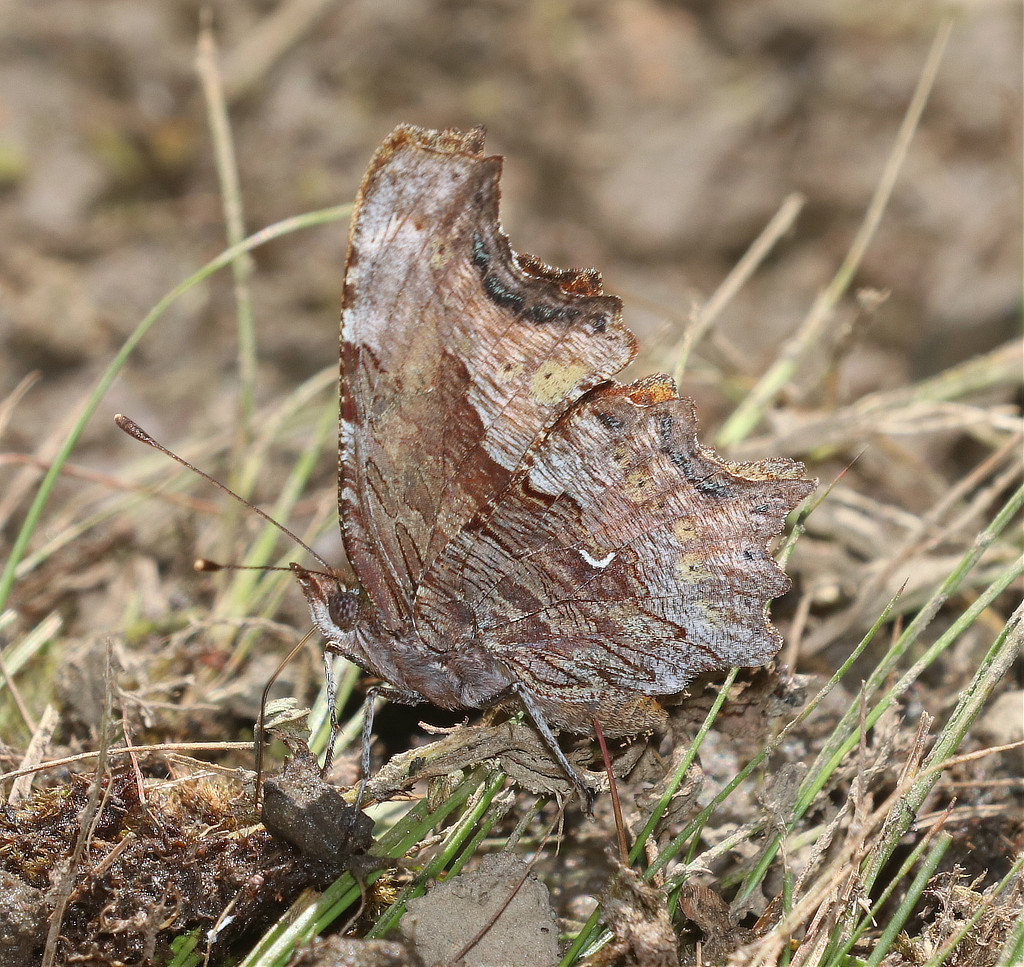 Hoary Comma Butterfly 