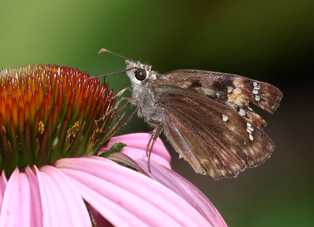 Horace's Duskywing Butterfly - ventral view