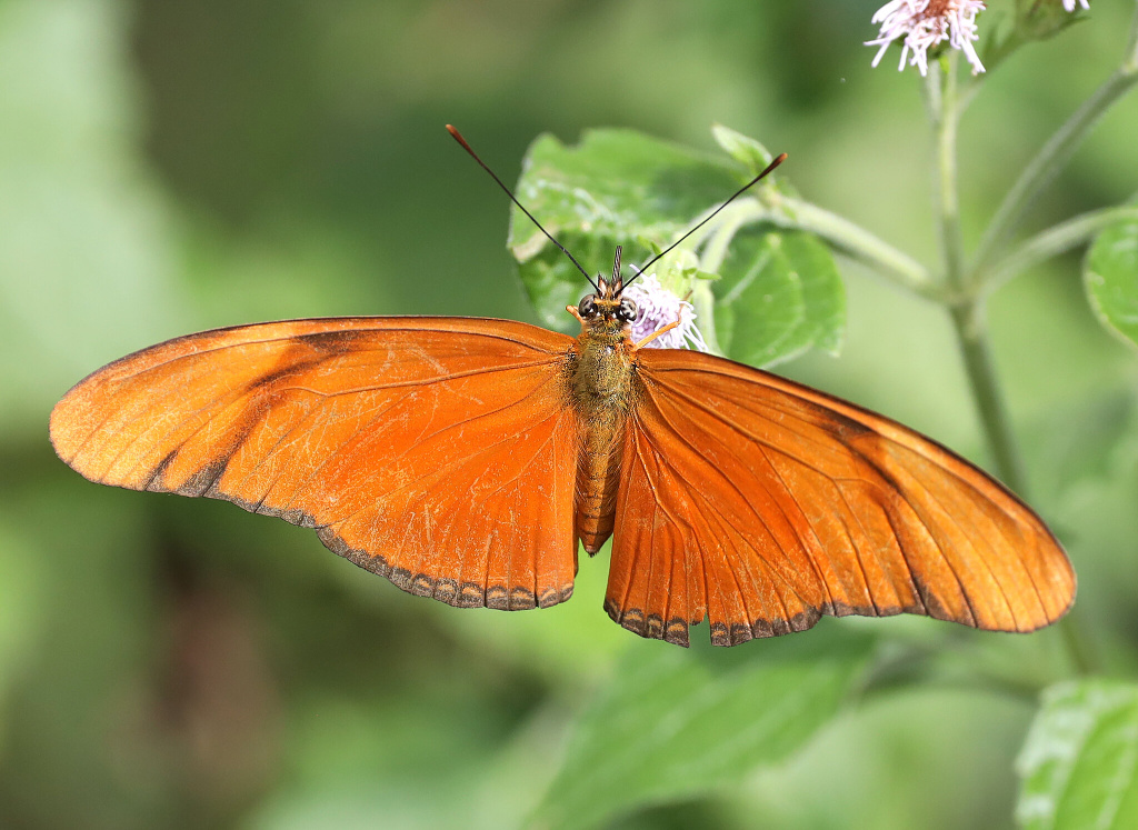 Julia Heliconian Butterfly