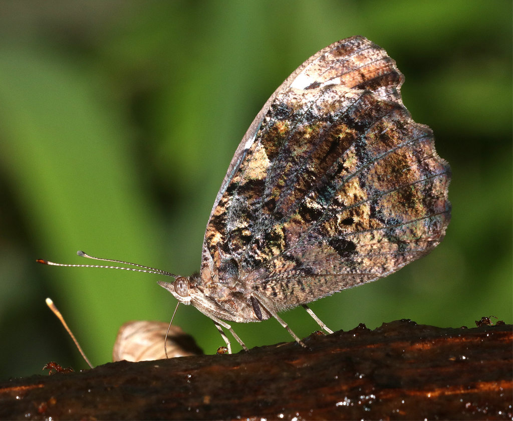 Mexican Bluewing Butterfly
