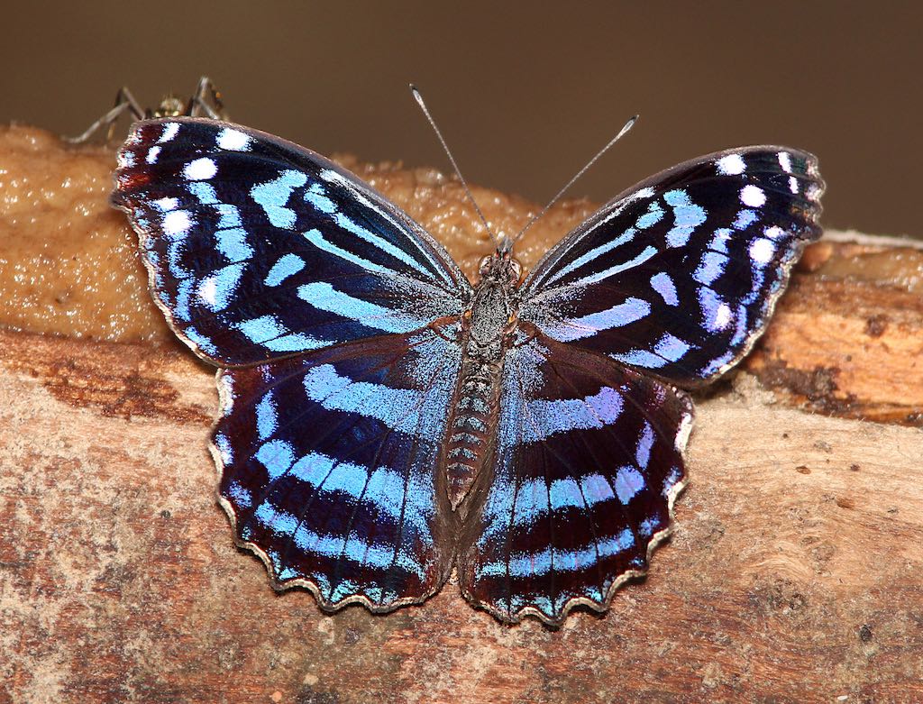 Mexican Bluewing Butterfly