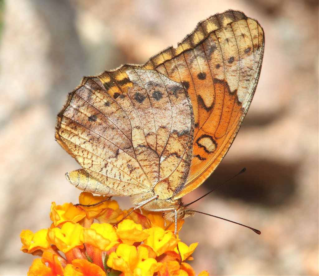 Mexican Fritillary Butterfly - ventral  view