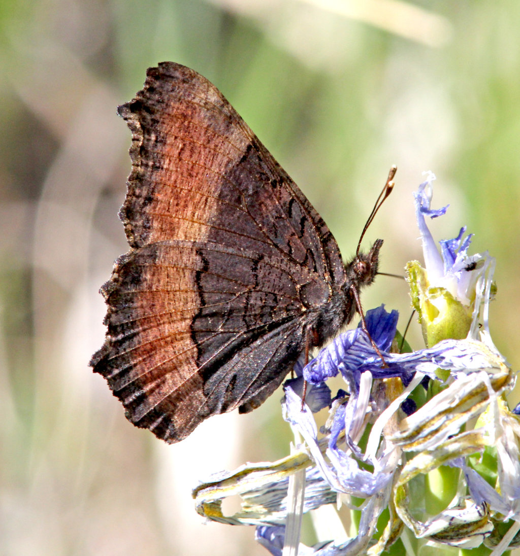 Milbert's Tortoiseshell Butterfly ... wings closed