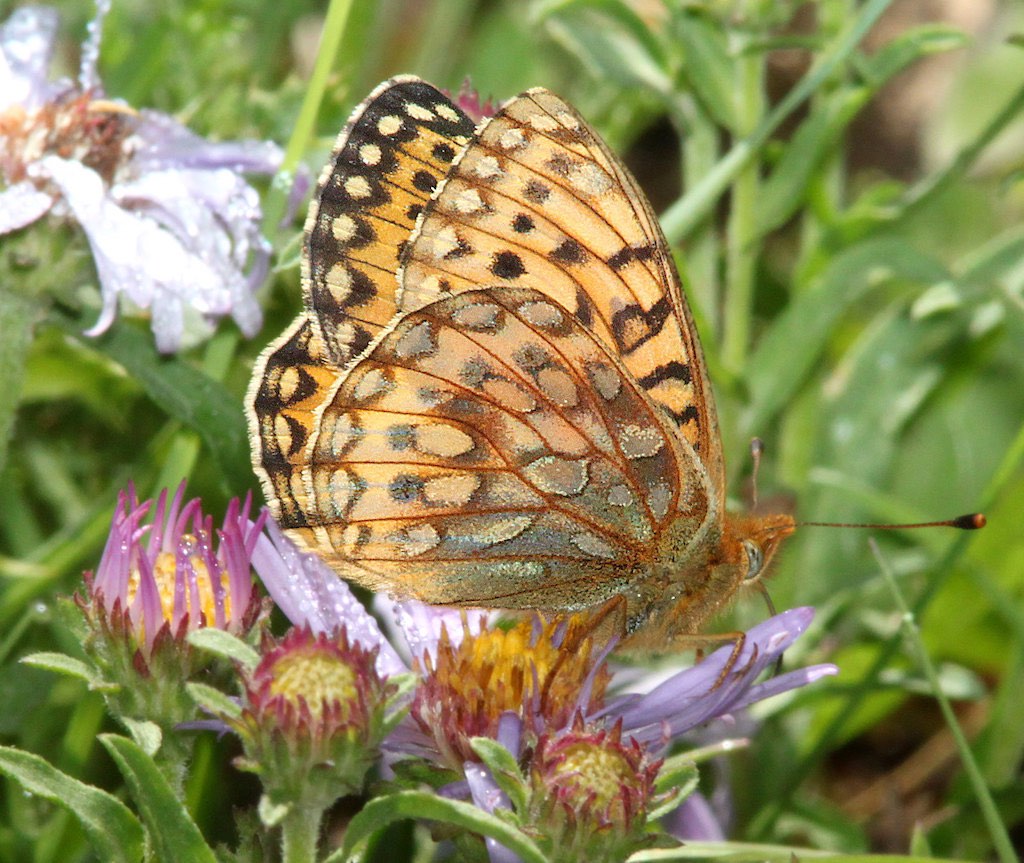 Mormon Fritillary Butterfly