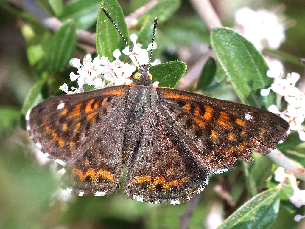 Nais Metalmark Butterfly (dorsal view)