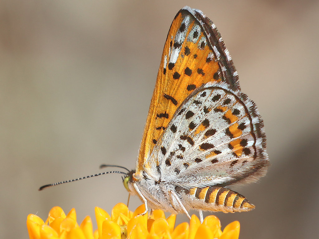 Nais Metalmark Butterfly (ventral view)