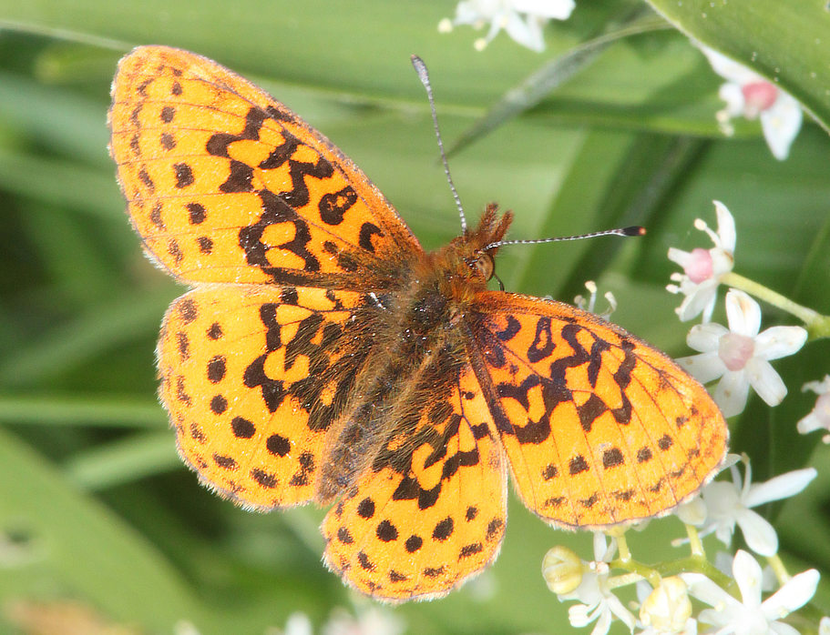 Pacific Fritillary Butterfly - dorsal view