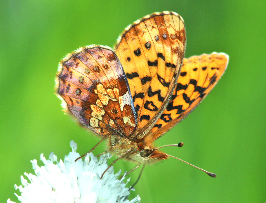 Pacific Fritillary Butterfly - ventral view